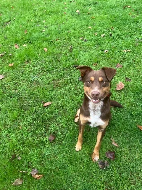 An adult medium-sized male Collie dog named Almond Joy for adoption in Hampton, VA