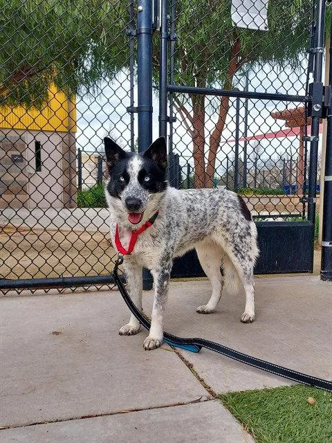 An adult medium-sized female Australian Cattle Dog / Blue Heeler dog named Millie for adoption in Elk Grove, CA