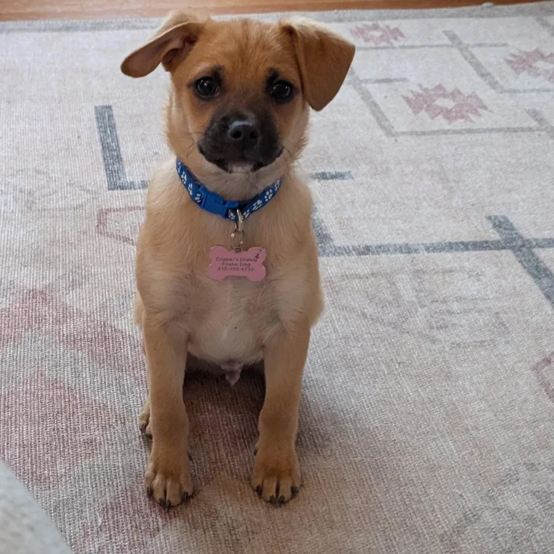 A young small-sized male Chihuahua dog named Pinto Bean for adoption in Sunnyvale, CA