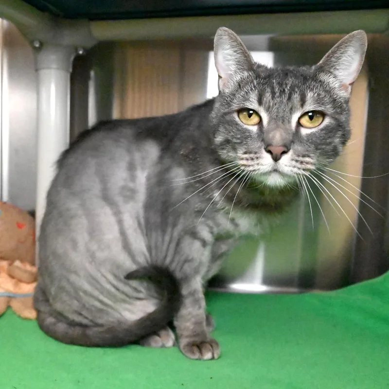 An adult large-sized female Gray / Blue / Silver Domestic Short Hair cat named Smokey for adoption in West Palm Beach, FL