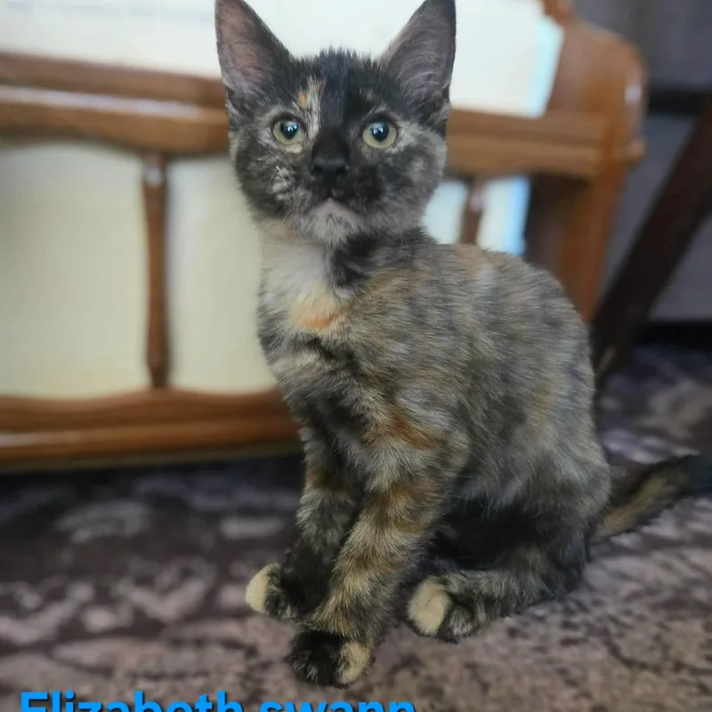 A baby medium-sized female Tortoiseshell Domestic Short Hair cat named Elizabeth Swann for adoption in Concord, CA
