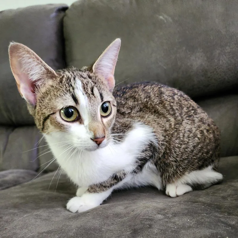 A young small-sized female Gray / Blue / Silver Domestic Short Hair cat named Miss Priss for adoption in Centerville, TN