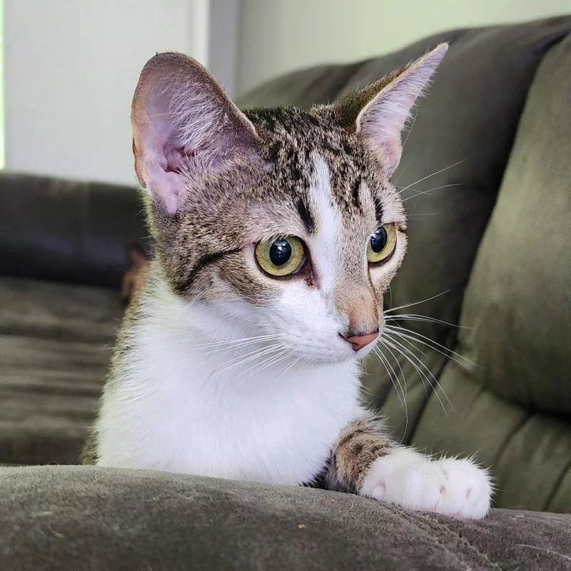 Miss Priss thumbnail 2