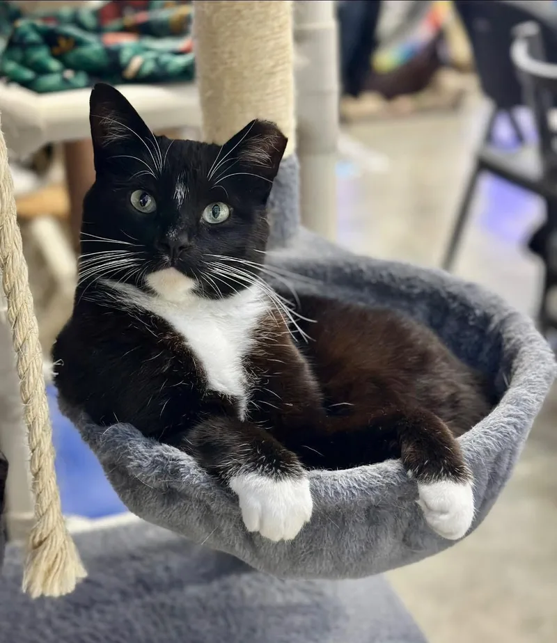 An adult medium-sized male Black & White / Tuxedo Domestic Short Hair cat named Provolone for adoption in Faribault, MN