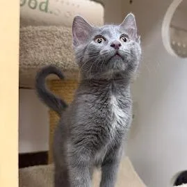 A baby small-sized female Gray / Blue / Silver Domestic Short Hair cat named Marg for adoption in South Elgin, IL