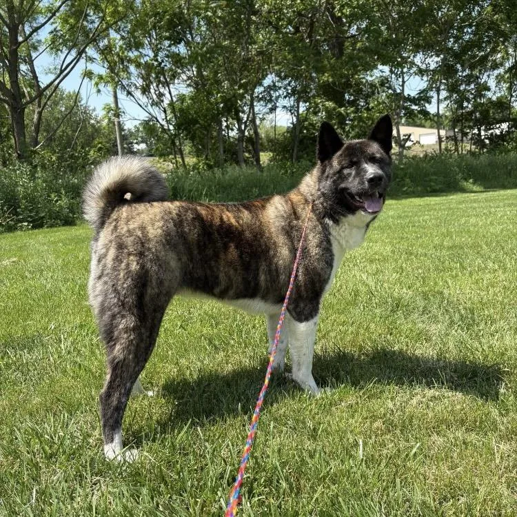 An adult large-sized female Akita dog named Gamora for adoption in Monticello, IL