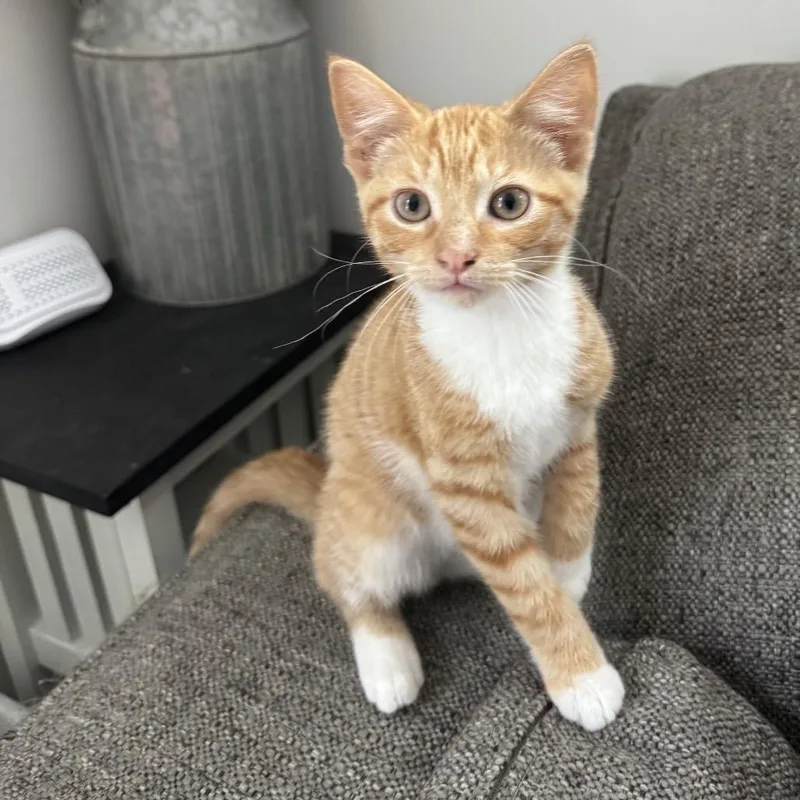A baby small-sized male Orange / Red Domestic Short Hair cat named Tate for adoption in Goshen, IN