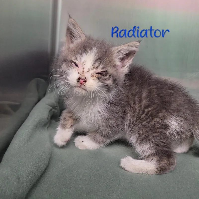 Radiator thumbnail 2