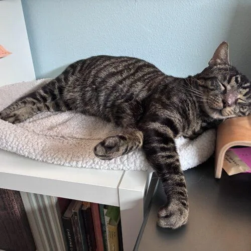 A young medium-sized male Tabby (Brown / Chocolate) Domestic Short Hair cat named Sylvester for adoption in Tampa, FL