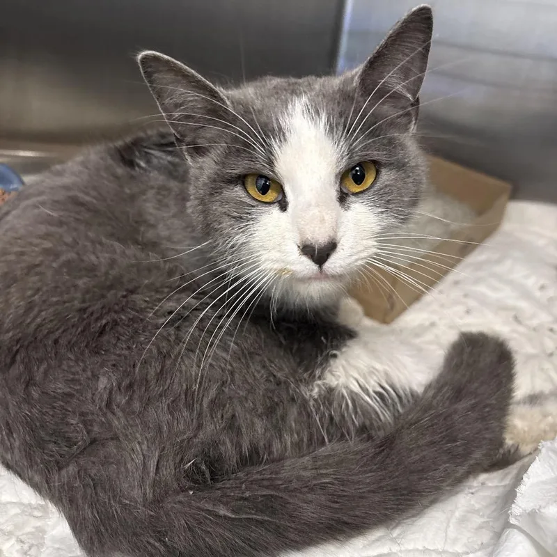 A young small-sized female Gray / Blue / Silver Domestic Short Hair cat named Marina for adoption in Charleston, WV