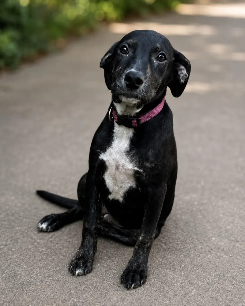 A baby extra large-sized female Labrador Retriever dog named Maribel for adoption in North Syracuse, NY