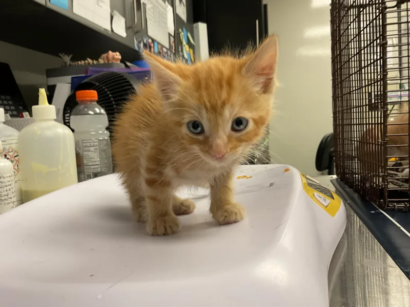 A baby small-sized male Domestic Short Hair cat named Sparky for adoption in Ontario, CA