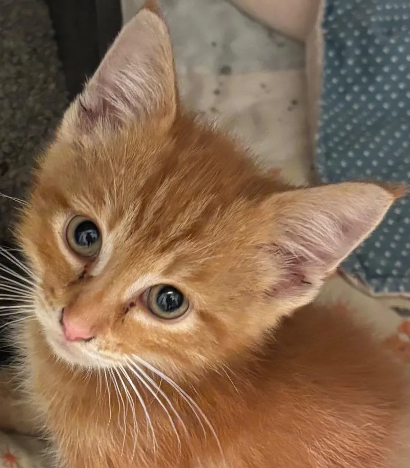 A baby small-sized male Domestic Short Hair cat named Dapper for adoption in Elizabethton, TN