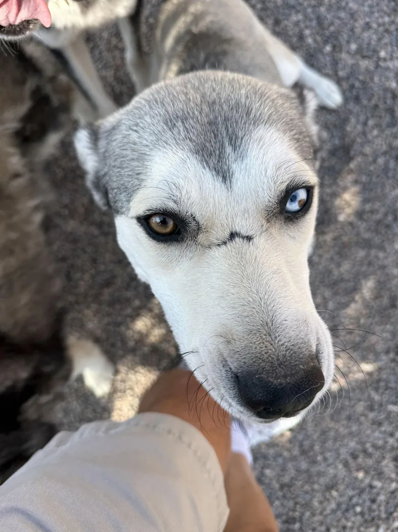 An adult medium-sized male Siberian Husky dog named Ace for adoption in Cedar Crest, NM