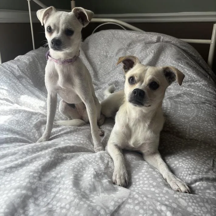 An adult small-sized female White / Cream Chihuahua dog named Rosie for adoption in North Charleston, SC