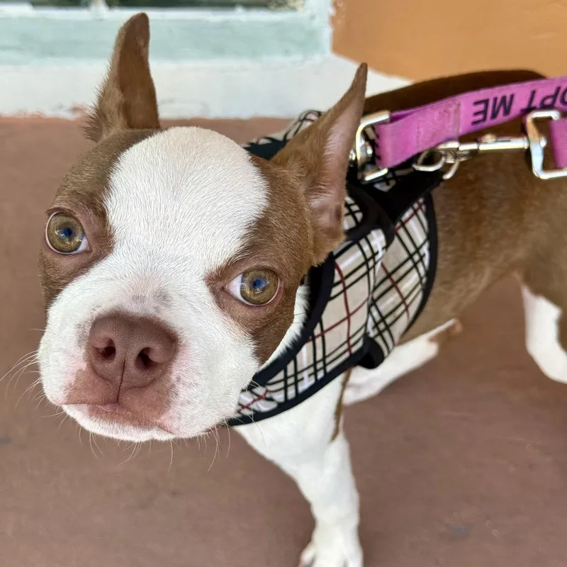 A baby small-sized male White / Cream Boston Terrier dog named Reece for adoption in Fort Lauderdale, FL
