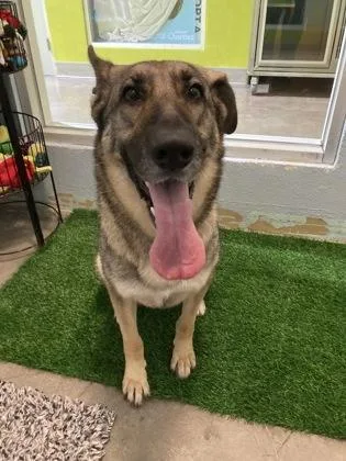 An adult large-sized female German Shepherd Dog dog named Jackie for adoption in New Orleans, LA