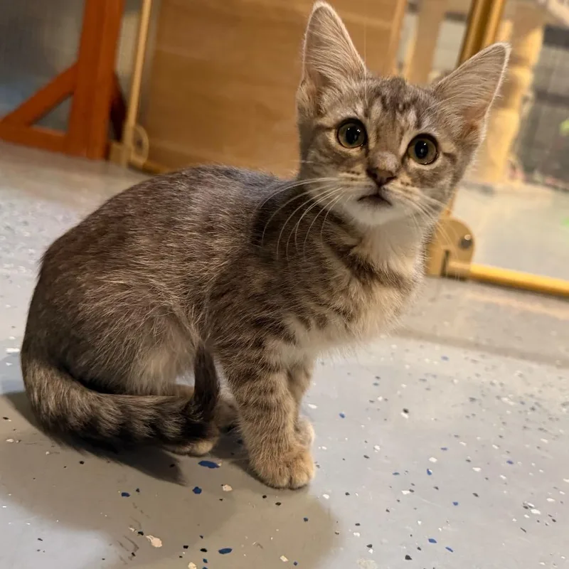 A baby small-sized female Gray / Blue / Silver Domestic Short Hair cat named Sera for adoption in Tustin, CA