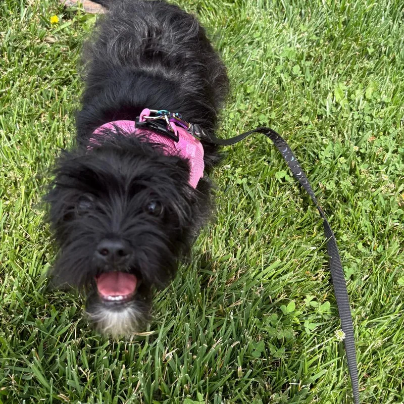 Bella