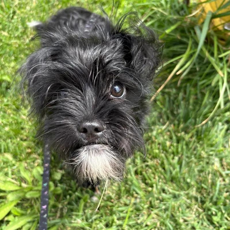 Bella thumbnail 2