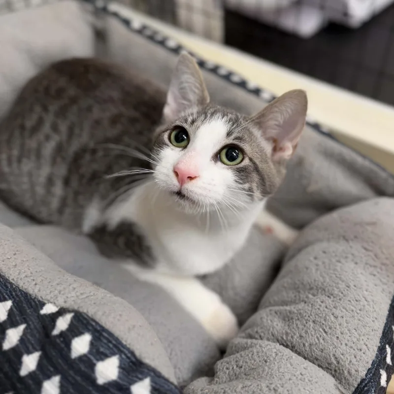 A young medium-sized female Tabby (Gray / Blue / Silver) Domestic Short Hair cat named Virginia for adoption in Grants Pass, OR