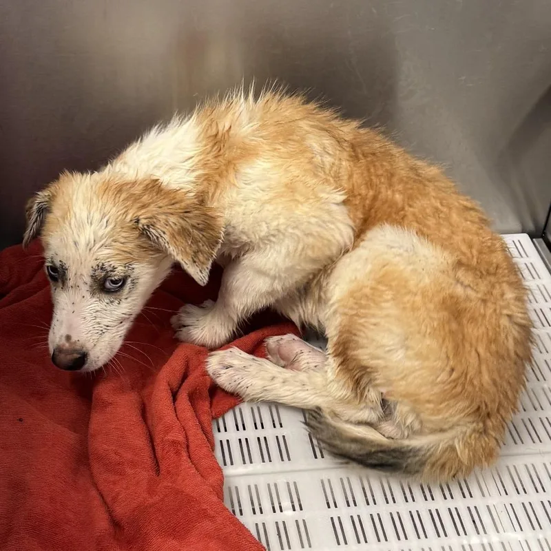 A baby small-sized female White / Cream Mixed Breed dog named Violet for adoption in Las Cruces, NM
