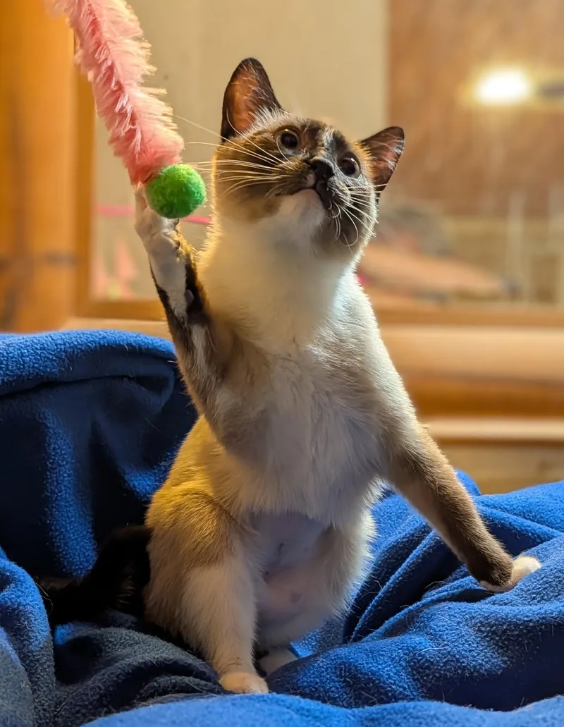 A young medium-sized female Siamese cat named Evie for adoption in Pena Blanca, NM