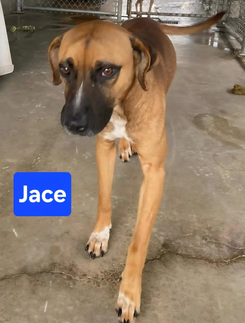 Jace
