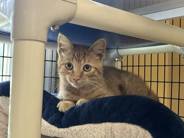 A baby medium-sized male Orange & White Domestic Short Hair cat named Henry Ford III for adoption in Grosse Ile, MI