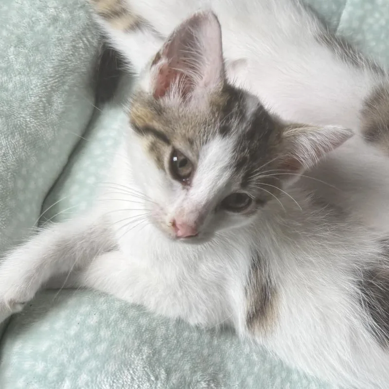 A baby small-sized female White Domestic Short Hair cat named Rica for adoption in West Palm Beach, FL