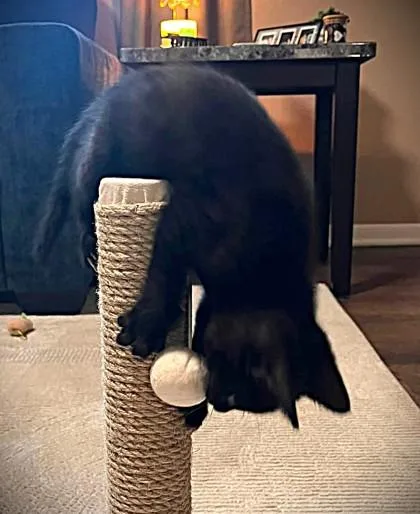 A baby small-sized male Black Domestic Short Hair cat named Eggroll for adoption in Kansas City, MO