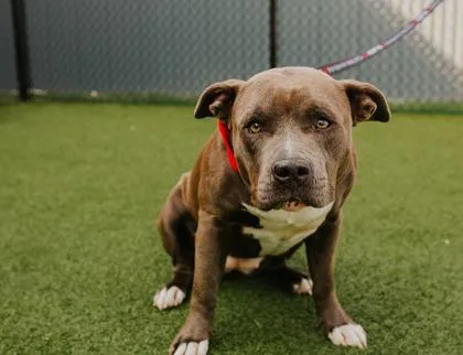 An adult large-sized female Mixed Breed dog named Pearl for adoption in West Chester, PA