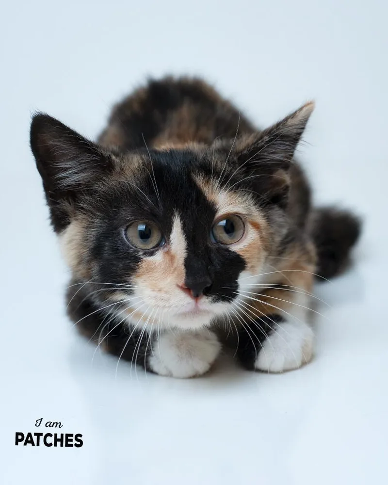 A baby small-sized female Domestic Short Hair cat named Patches for adoption in Boone, IA