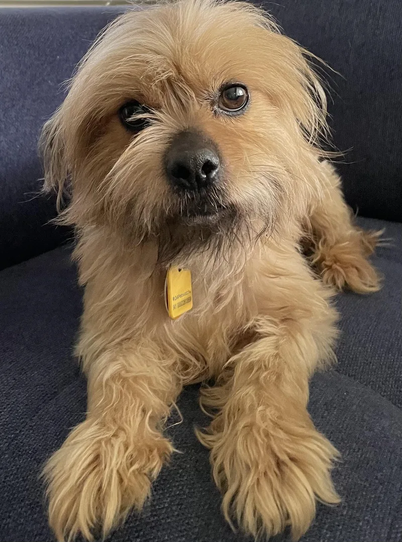 Chewie