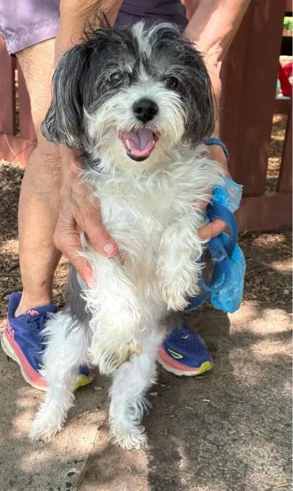 A senior small-sized female Shih Tzu dog named Chiquitina for adoption in Bridgewater, NJ