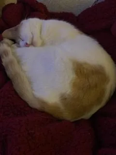 Charlie And Coco thumbnail 2