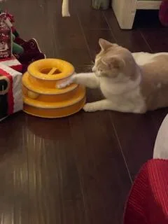 Charlie And Coco thumbnail 4