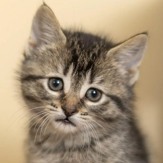 A baby medium-sized female Tabby (Brown / Chocolate) Tabby cat named Mike for adoption in Chicago, IL