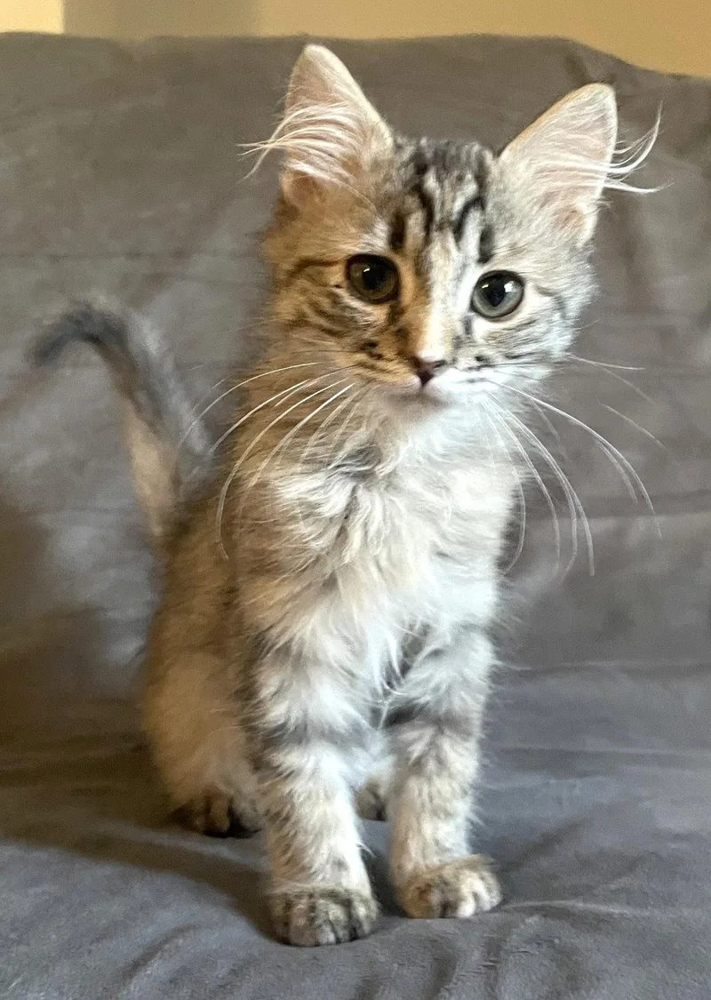 A baby medium-sized female Domestic Medium Hair cat named Pudding for adoption in Shawnee, KS
