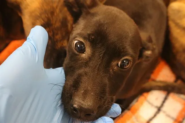 A baby small-sized female Mixed Breed dog named Angie for adoption in Columbia, SC