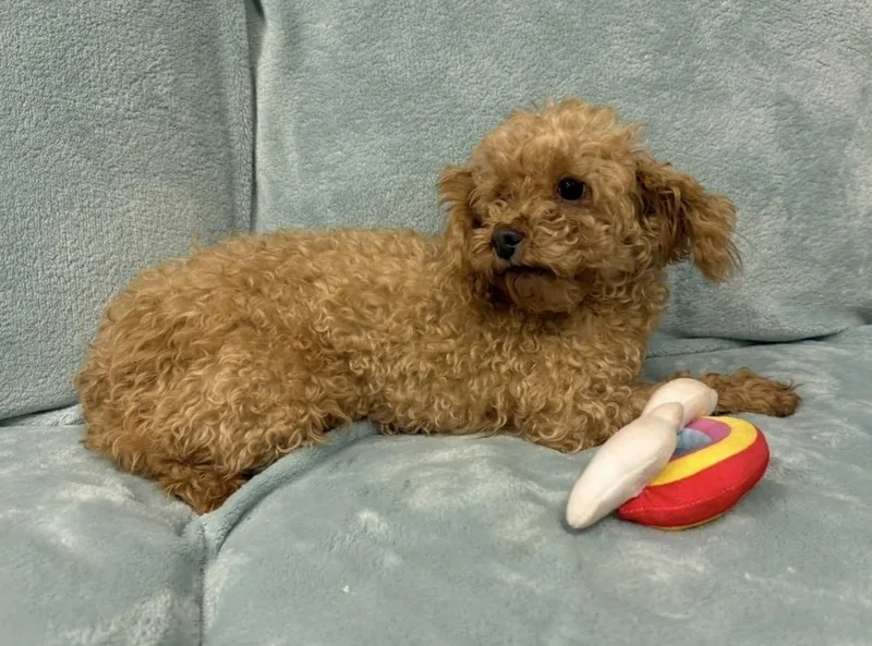 An adult small-sized female Poodle dog named Ember for adoption in Cheektowaga, NY