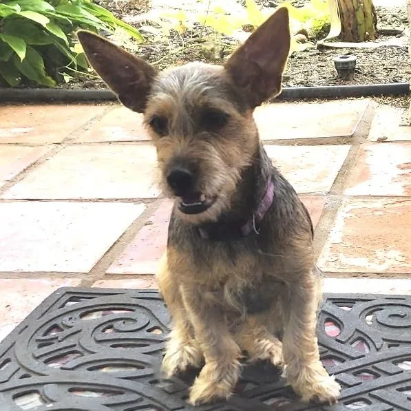 A young medium-sized female Brown / Chocolate Terrier dog named Pixie for adoption in CORPUS CHRISTI, TX