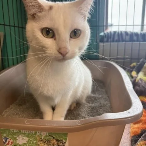 An adult medium-sized female Orange & White Domestic Short Hair cat named Zoboomafoo for adoption in Brookings, SD