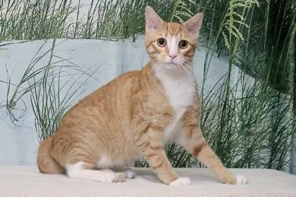 A baby small-sized female Domestic Short Hair cat named Butter for adoption in West Chester, PA