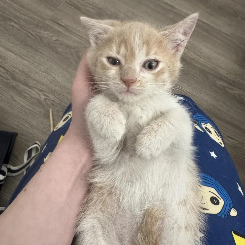A baby small-sized male Orange / Red Domestic Short Hair cat named Teddy for adoption in San Antonio, TX