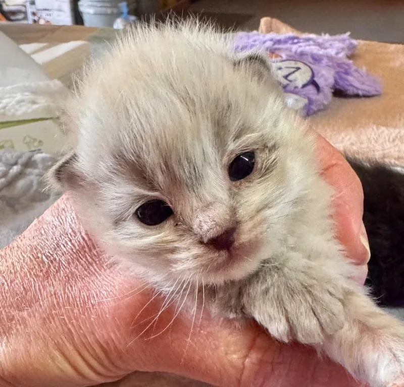 A baby small-sized male Domestic Medium Hair cat named Prescott for adoption in Leonardtown, MD