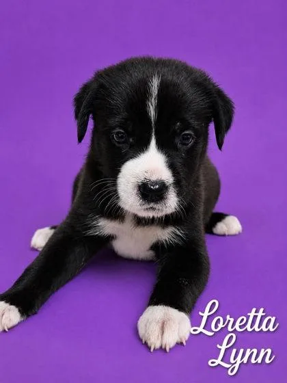 Loretta
