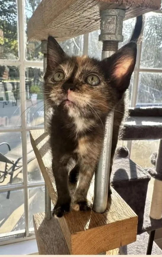 A young small-sized female Dilute Tortoiseshell American Shorthair cat named Romee for adoption in Fort Payne, AL