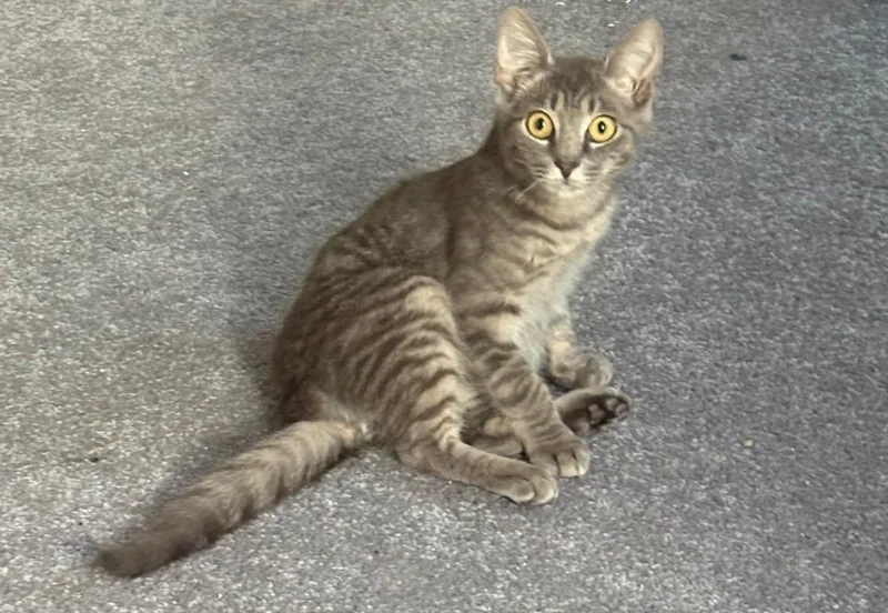 A baby medium-sized male Domestic Short Hair cat named Wolf's Bane for adoption in Haddon Heights, NJ