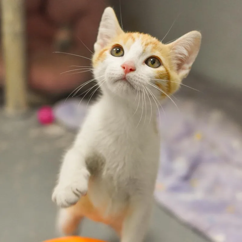 A baby small-sized male Orange / Red Domestic Short Hair cat named Link for adoption in Kailua Kona, HI